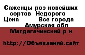 Саженцы роз новейших сортов. Недорого. › Цена ­ 350 - Все города  »    . Амурская обл.,Магдагачинский р-н